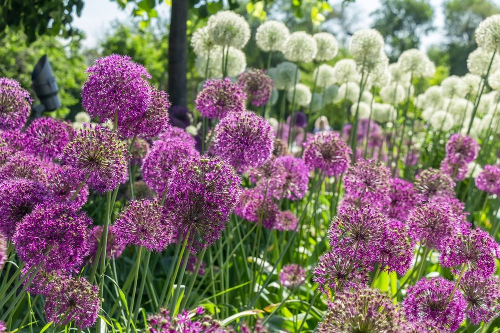 De Sierui Verovert De Nederlandse Tuin De Tuinen Van Appeltern