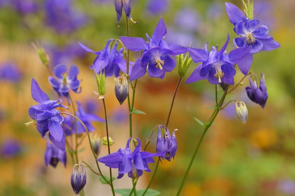 altijd al een wilde bloementuin willen hebben? | de tuinen van appeltern