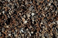 0,5 kuub Mixpack (hele, halve en gebroken perzikstenen, Oppervlakte bedekking 15 m²)