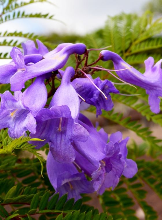 Hoe komt een Jacaranda de winter door?