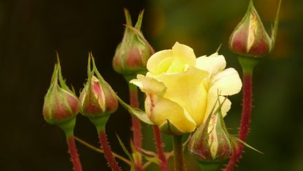 Tuinrozen, Gartenrosen, Garden Roses (per / by post)