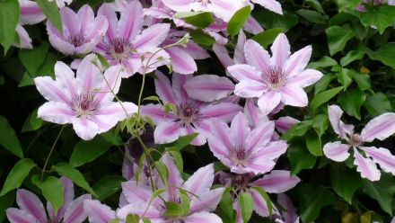 Clematis