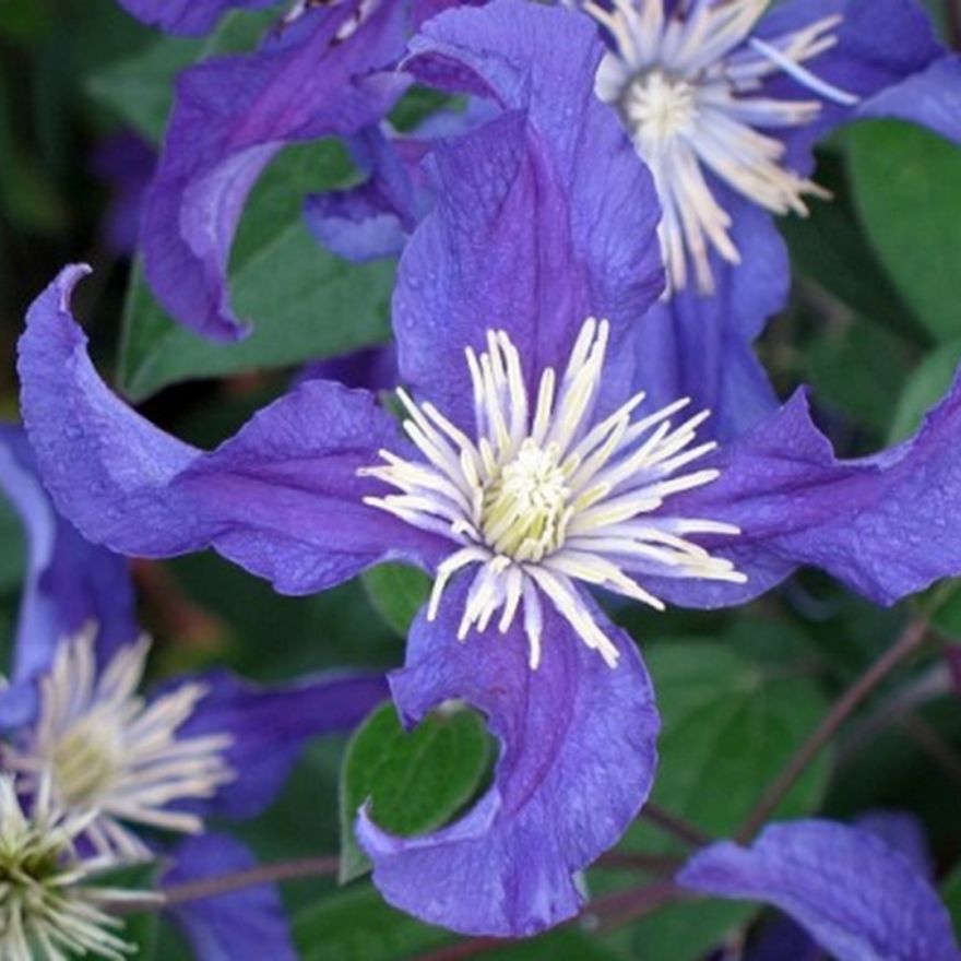 Clematis Blue Pirouette (blauwe bloemen, Blaue Blumen ...