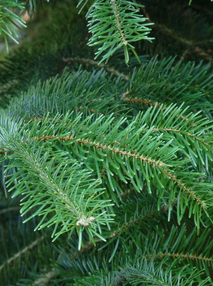 Abies grandis (Reuzenzilverspar)