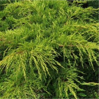 Juniperus media 'Pfitzeriana Aurea' (Jeneverbes)
