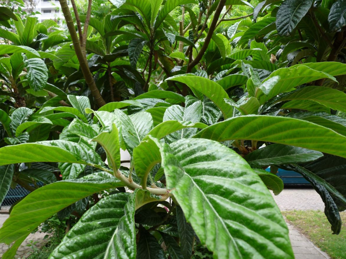 Eriobotrya japonica Japanse mispel) De Tuinen van Appeltern Eriobotrya japonica Japanse mispel) De Tuinen van Appeltern
