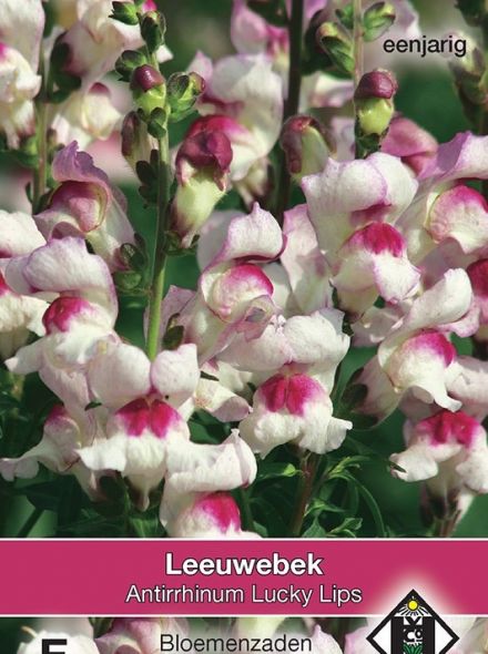 Antirrhinum majus maximum Lucky Lips (zaad, wit met rode Leeuwenbek, art. 33255)