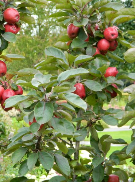 Malus domestica 'Redcats' (zuilappel, zuilfruit)