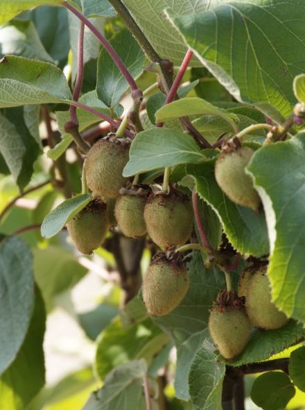 Actinidia chinensis 'Solissimo' (kiwiplant, zelfbestuivende kiwi)
