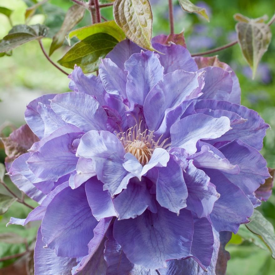 Clematis 'Vyvyan Pennell' (Bosrank of bosdruif) | De ...
