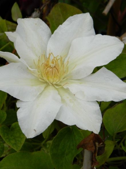Clematis 'Wada's Primrose' (Bosrank of bosdruif)