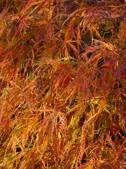 Acer palmatum 'Ornatum' (Japanse esdoorn)