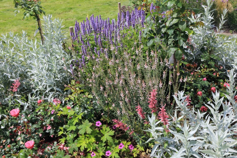 Engelse border met rozen