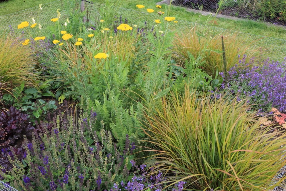 Border in geel, violet en brons