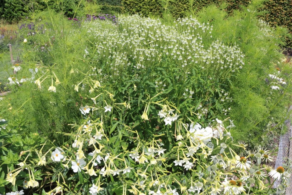 Witte border