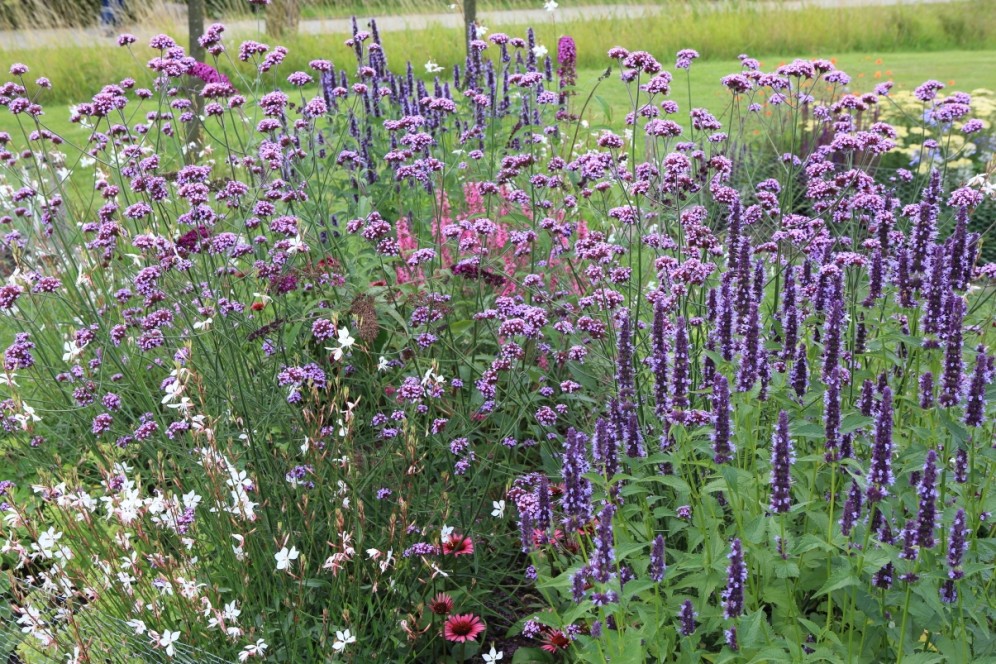 Vlinderborder