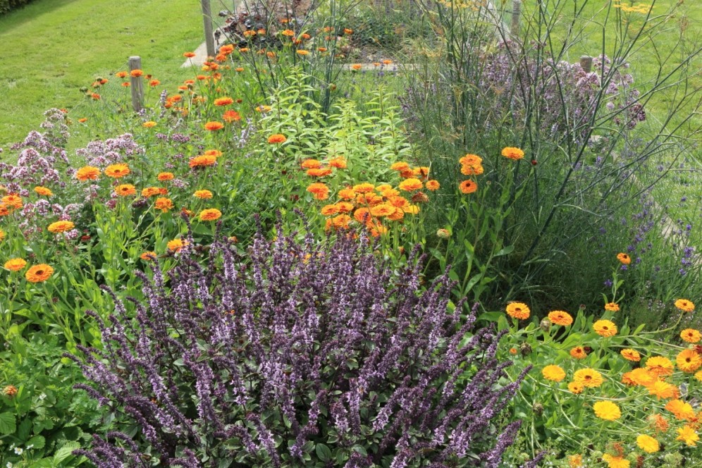 Theeplanten border