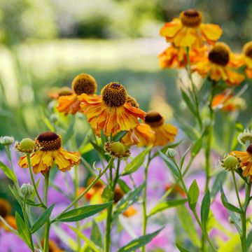 Hoe onderhoud ik mijn bloemenborder na een warme zomer?