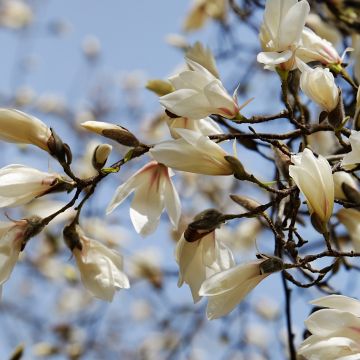 Wanneer moeten heesters gesnoeid worden?