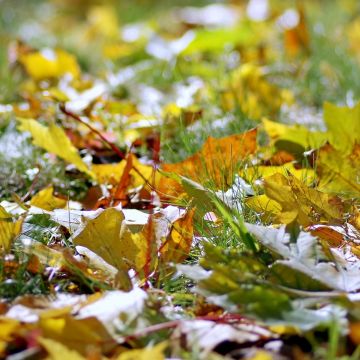 Geel gazon na de winter, wat is er mis?