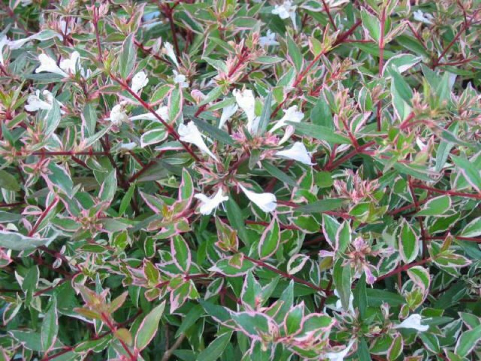 Abelia × grandiflora 'Confetti' (='Conti') De Tuinen van Appeltern