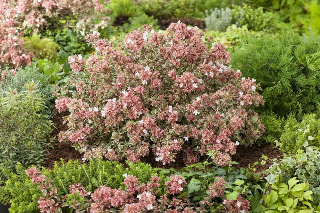 Abelia × grandiflora ‘Magic Daydream’ (=‘Opstal103’) - | De Tuinen van