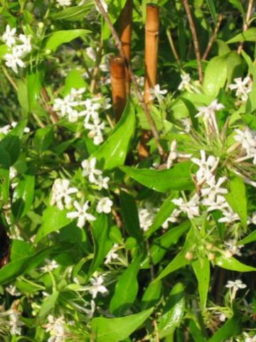 Abelia triflora -