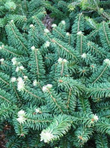 Abies balsamea 'Nana' - Balsemzilverspar