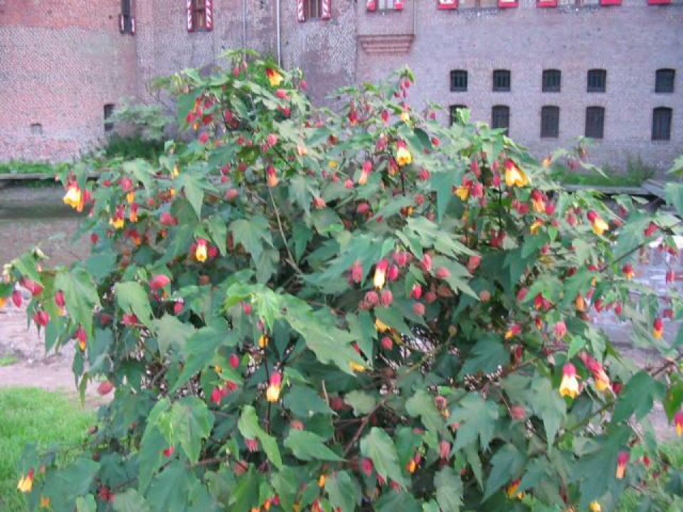 Abutilon ‘Kentish Belle’ - | De Tuinen van Appeltern