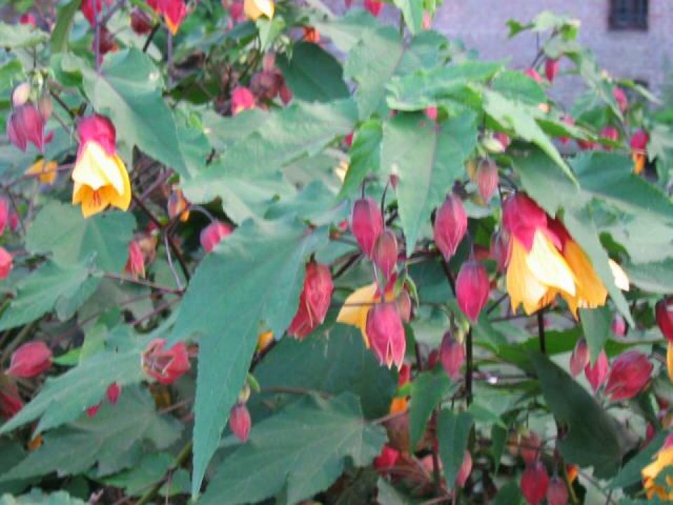 Abutilon ‘Kentish Belle’ - | De Tuinen van Appeltern