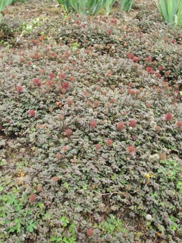 Acaena microphylla 'Kupferteppich' - Stekelnootje