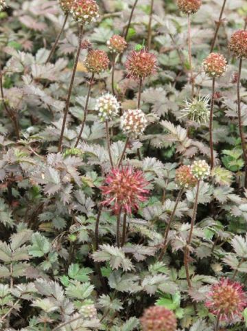 Acaena microphylla 'Kupferteppich' - Stekelnootje