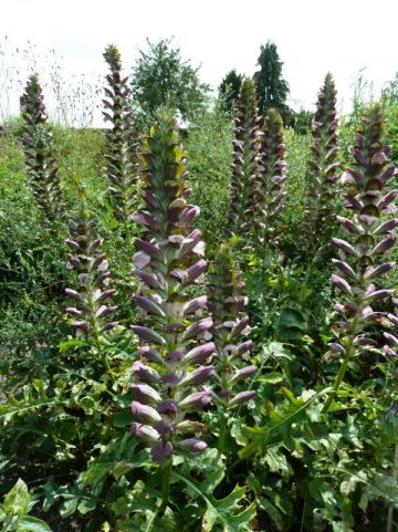 Acanthus hungaricus 'Alex' - Hongaarse berenklauw