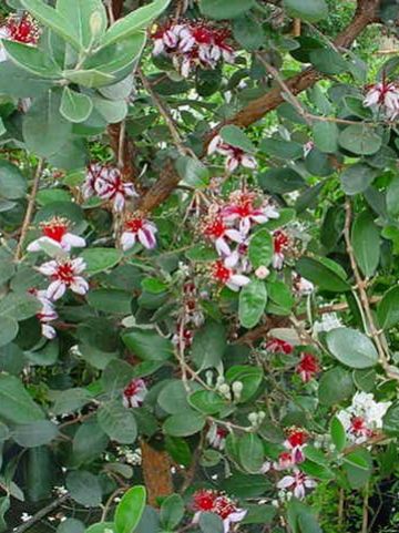 Acca sellowiana -