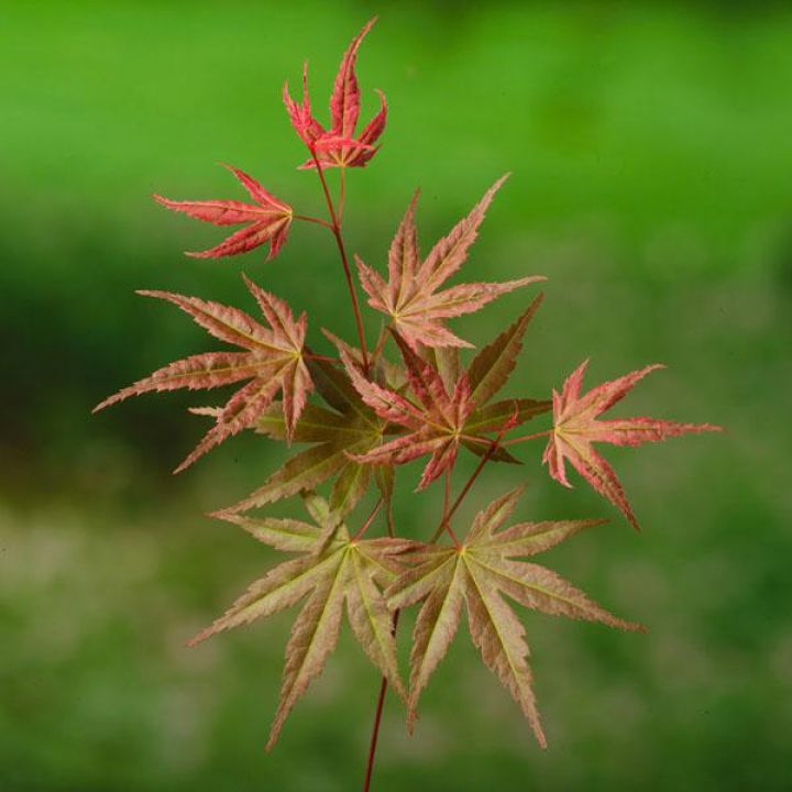 Acer × conspicuum 'Phoenix' Slangehuidesdoorn De Tuinen van Appeltern