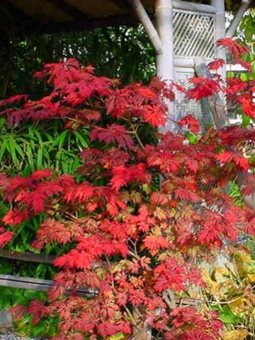 Acer japonicum 'Aconitifolium' - Japanse esdoorn