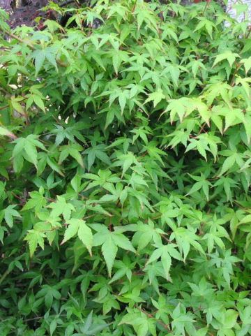 Acer palmatum 'Little Princess' - Japanse esdoorn