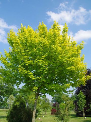 Acer platanoides 'Princeton Gold' (='Prigo') - Geelbladige esdoorn