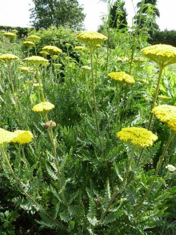 Achillea filipendulina 'Parker's Variety' - Duizendblad
