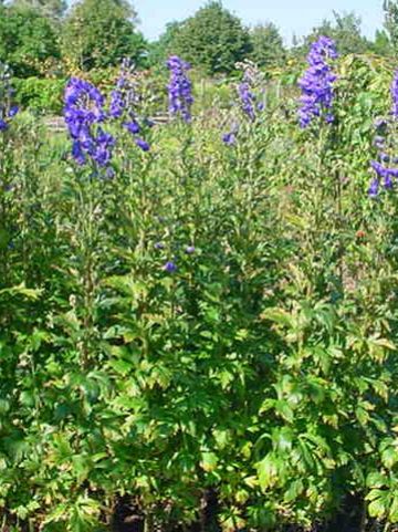 Aconitum carmichaelii 'Barker's Variety' - Monnikskap