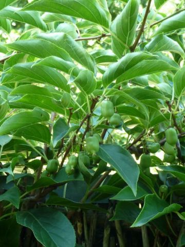 Actinidia arguta 'Issai '- Mini-kiwi, kiwibes