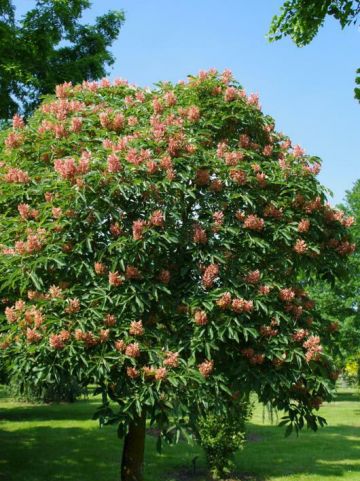 Aesculus × mutabilis 'Induta' - Dwergpaardekastanje