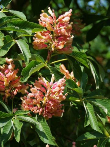 Aesculus × mutabilis 'Induta' - Dwergpaardekastanje