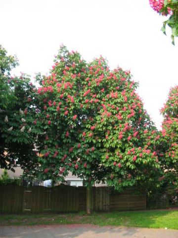 Aesculus carnea 'Briotii' - Rode paardekastanje