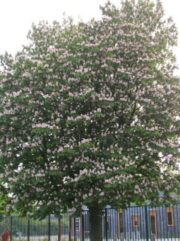 Aesculus hippocastanum 'Baumannii' - Paardekastanje , Vruchtloze paardekastanje