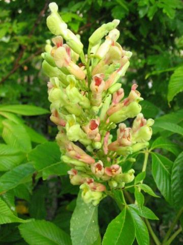 Aesculus × neglecta 'Autumn Fire' - Kastanje