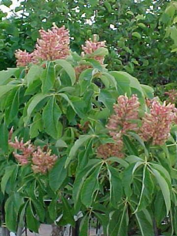 Aesculus pavia 'Humilis' - Dwergkastanje , Kastanje