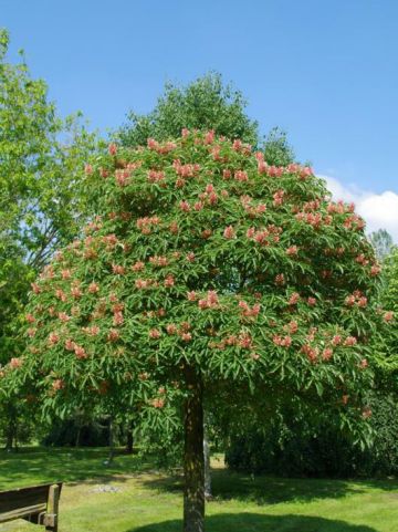Aesculus pavia 'Koehnei' - Dwergpaardekastanje