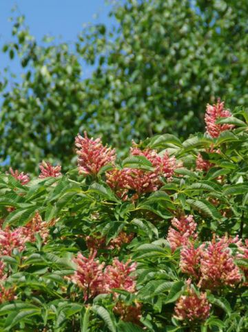 Aesculus pavia 'Koehnei' - Dwergpaardekastanje