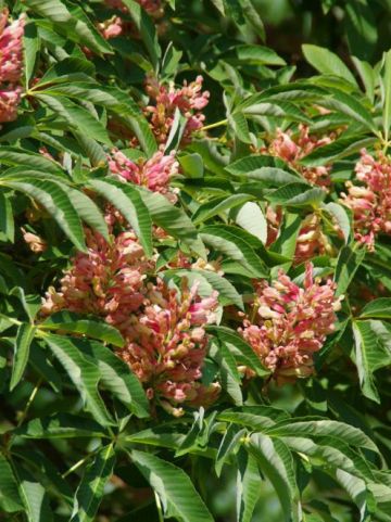 Aesculus pavia 'Koehnei' - Dwergpaardekastanje